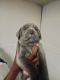 Cane Corso Puppies for sale in Harper Woods, MI 48225, USA. price: $1,500