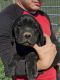 Cane Corso Puppies for sale in Bennett, CO 80102, USA. price: NA