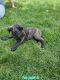 Cane Corso Puppies for sale in New Haven, IN, USA. price: $1,000