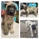 Cane Corso Puppies for sale in Burbank, IL, USA. price: $900