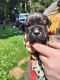 Cane Corso Puppies for sale in Clay Township, MI, USA. price: $2,000