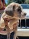 Cane Corso Puppies for sale in Denver, CO, USA. price: $600