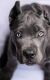 Cane Corso Puppies for sale in Phoenix, AZ, USA. price: $2,000
