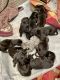 Cane Corso Puppies for sale in Durango, CO, USA. price: $2,500
