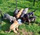 Cane Corso Puppies for sale in Puerto Rico, TX 78563, USA. price: $700