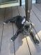 Cane Corso Puppies for sale in Glen Burnie, MD, USA. price: $500