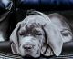 Cane Corso Puppies for sale in Covina, CA, USA. price: $2,000