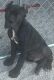 Cane Corso Puppies for sale in Ardmore, OK 73401, USA. price: $2,500