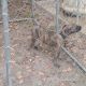 Cane Corso Puppies for sale in Waldorf, MD, USA. price: $200