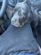 Cane Corso Puppies for sale in Charlotte, NC, USA. price: $1,500