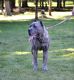 Cane Corso Puppies for sale in 599 Pacific St, Stamford, CT 06902, USA. price: $2,500