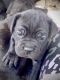 Cane Corso Puppies for sale in Durango, CO, USA. price: $2,500