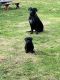 Cane Corso Puppies for sale in Auburn, WA, USA. price: $1,500