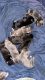 Cane Corso Puppies for sale in Wilmington, DE, USA. price: $750
