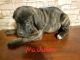 Cane Corso Puppies for sale in Schuyler Falls, NY 12985, USA. price: $1,000