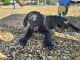 Cane Corso Puppies for sale in Taylorsville, UT, USA. price: $800