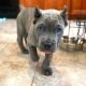 Cane Corso Puppies for sale in New York, NY, USA. price: $800