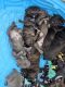 Cane Corso Puppies for sale in Rochester, NY, USA. price: $1,800