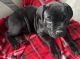 Cane Corso Puppies for sale in Philadelphia, NY 13673, USA. price: $2,500