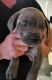 Cane Corso Puppies for sale in Nunica, MI 49448, USA. price: $600