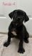 Cane Corso Puppies for sale in Dallas, TX, USA. price: NA