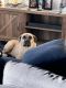 Cane Corso Puppies for sale in Greenville, SC 29607, USA. price: $850