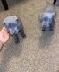 Cane Corso Puppies for sale in Detroit, Michigan. price: $1,200