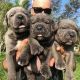 Cane Corso Puppies for sale in Aurora, Colorado. price: $650