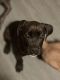 Cane Corso Puppies for sale in Stanton, Kentucky. price: $1,850