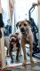 Cane Corso Puppies for sale in Ann Arbor, Michigan. price: $1,500