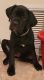 Cane Corso Puppies for sale in Collegeville, PA 19426, USA. price: $900