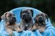 Cane Corso Puppies for sale in Oklahoma City, Oklahoma. price: $500
