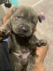 Cane Corso Puppies for sale in Houston, Texas. price: $2,450