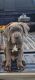 Cane Corso Puppies for sale in Ellenwood, Georgia. price: $1,500