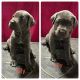 Cane Corso Puppies for sale in Pikesville, Maryland. price: $2,500