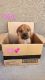 Cane Corso Puppies for sale in Buckeye, Arizona. price: $600