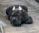 Cane Corso Puppies for sale in Chennai, Tamil Nadu. price: 15,000 INR