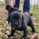 Cane Corso Puppies for sale in Fort Worth, Texas. price: $2,500