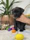Cane Corso Puppies for sale in Winston Salem, North Carolina. price: $3,500