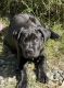 Cane Corso Puppies for sale in Palm Springs, California. price: $1,200