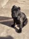 Cane Corso Puppies for sale in Long Beach, California. price: $900