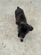 Cane Corso Puppies for sale in Visalia, California. price: $1,500
