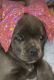 Cane Corso Puppies for sale in Woodland, California. price: $4,000