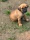 Cane Corso Puppies for sale in Chandler, Texas. price: $800