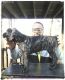 Cane Corso Puppies for sale in West Jordan, UT, USA. price: $500