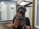 Cane Corso Puppies for sale in Chula Vista, CA, USA. price: NA