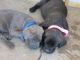 Cane Corso Puppies for sale in Oklahoma City, OK, USA. price: NA