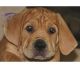 Cane Corso Puppies for sale in Fresno, CA, USA. price: NA