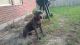 Cane Corso Puppies for sale in Spring, TX 77373, USA. price: NA