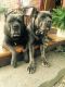 Cane Corso Puppies for sale in Barrington, RI, USA. price: NA
